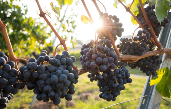 Hunter Valley wine tour with lunch from Sydney - Image 4
